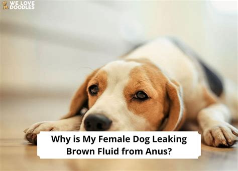 Female Dog Leaking Brown Fluid from Her Anus: Causes,。